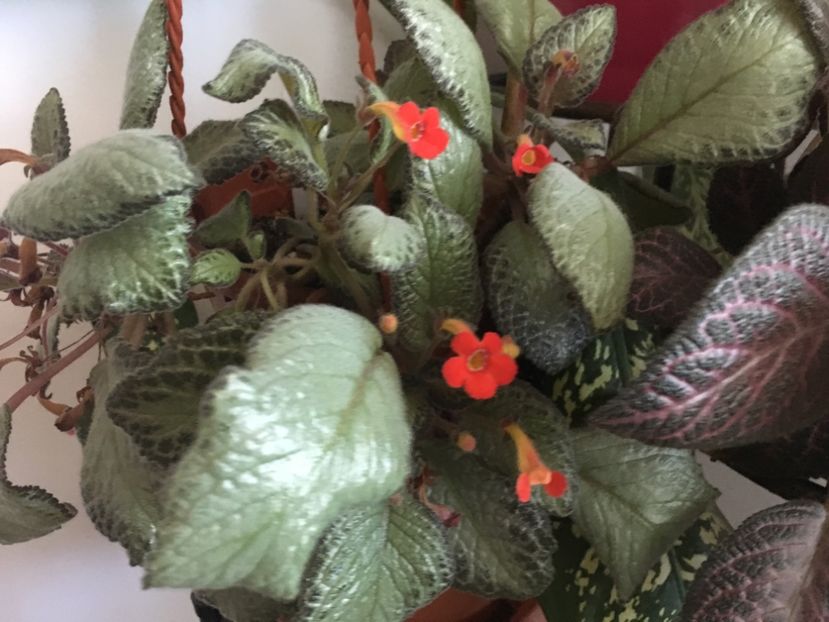  - Episcia