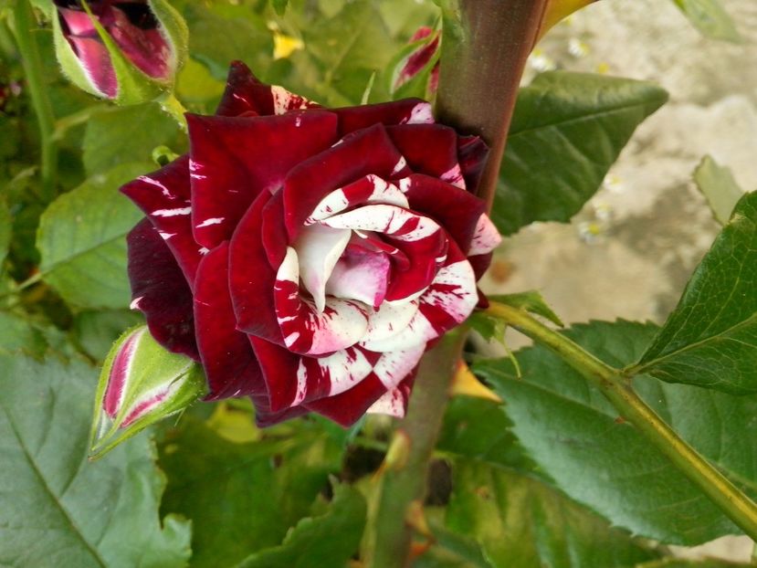  - 0 TRANDAFIRI DIMOV 2017