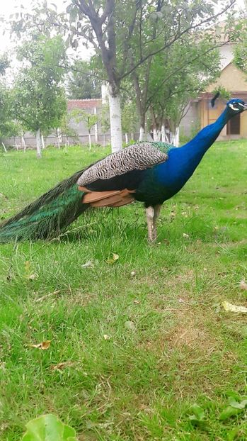 Snapchat-384983644 - Păuni 2017