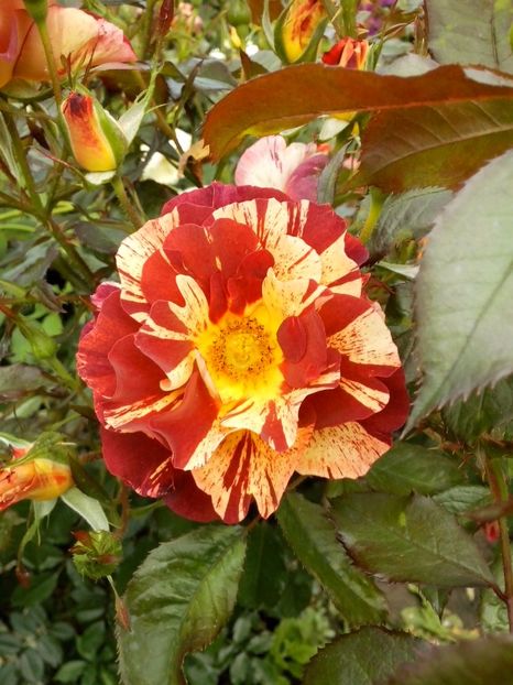 summer lodge - 0 TRANDAFIRI 2017