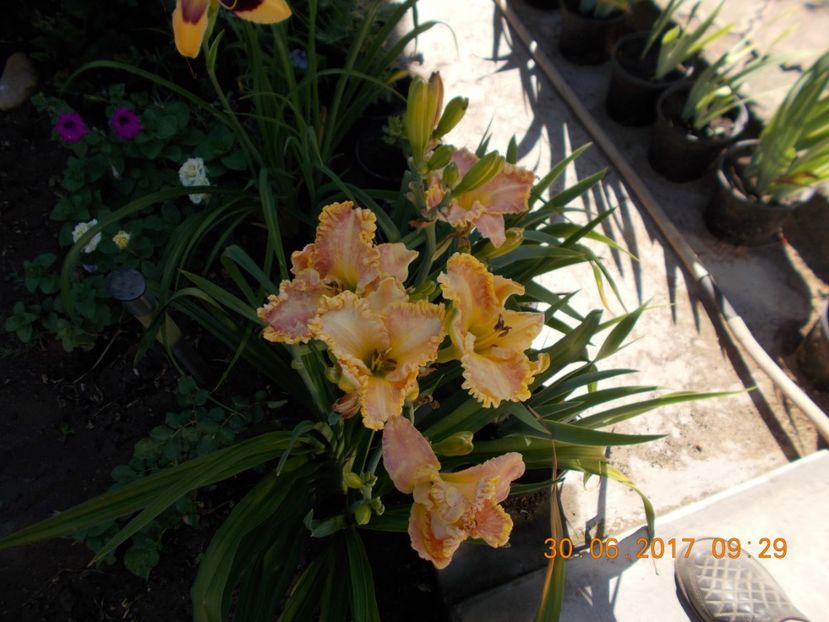 darla anita - HEMEROCALLIS 2017