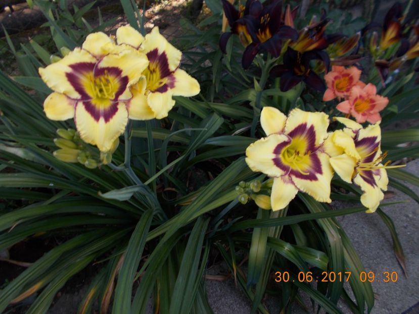 el desperado - HEMEROCALLIS 2017