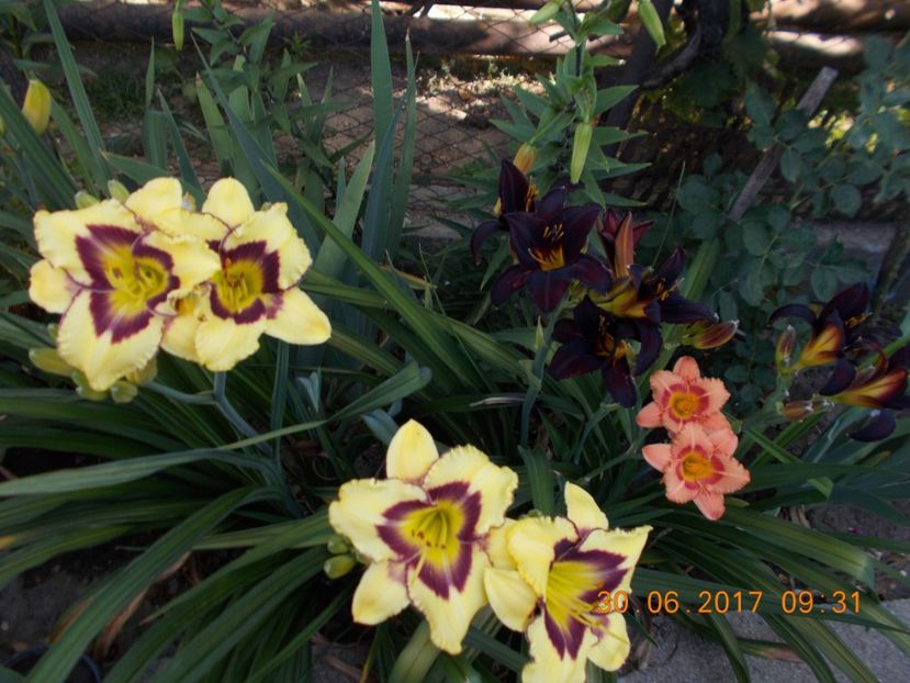el desperado ,strawbery candy - HEMEROCALLIS 2017