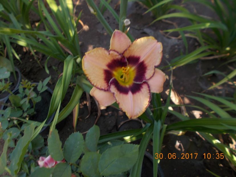 daring dilema - HEMEROCALLIS 2017
