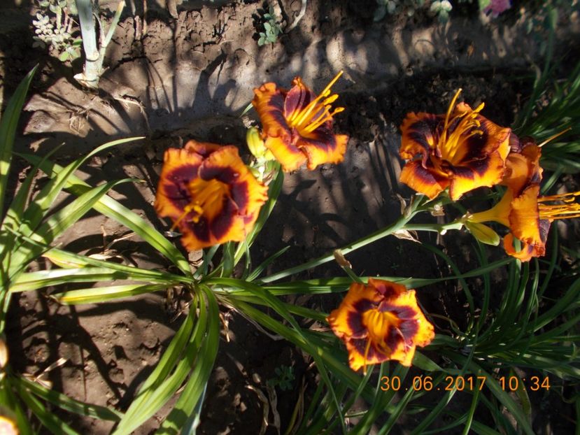 madeline nettles - HEMEROCALLIS 2017