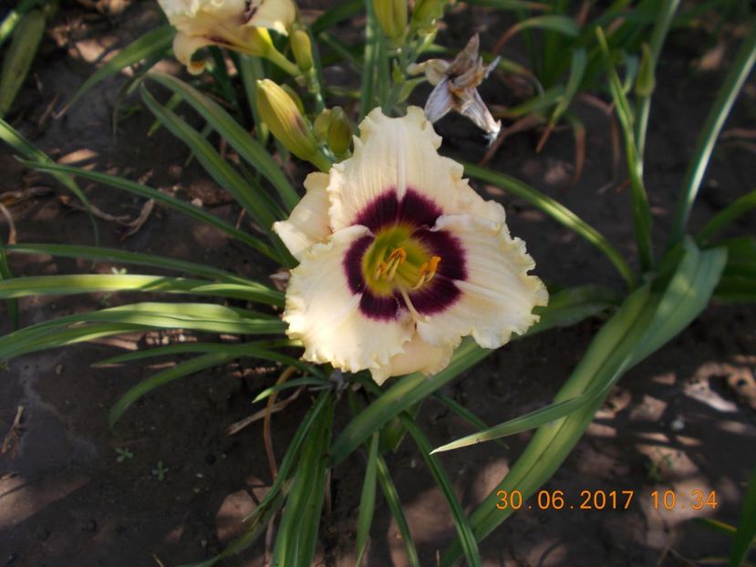  - HEMEROCALLIS 2017