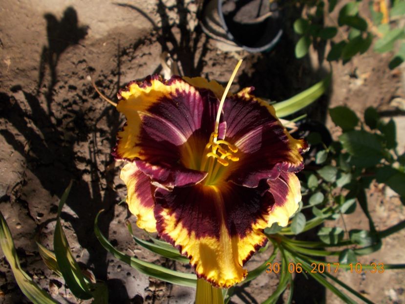 tiger blood - HEMEROCALLIS 2017