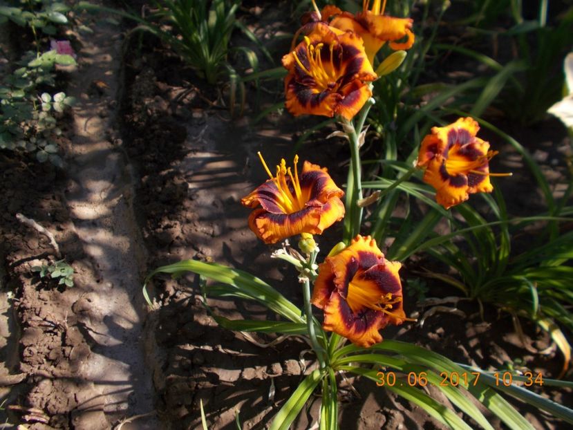 madeline nettles - HEMEROCALLIS 2017