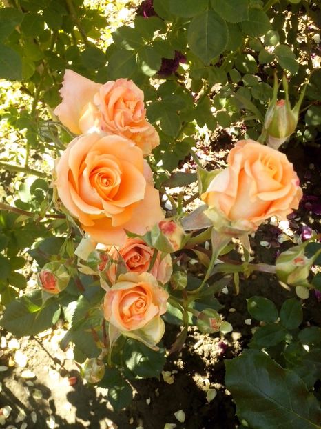  - 0 TRANDAFIRI DIMOV 2017