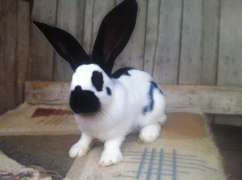  - x FG M2 Alb-Negru !Arhiva