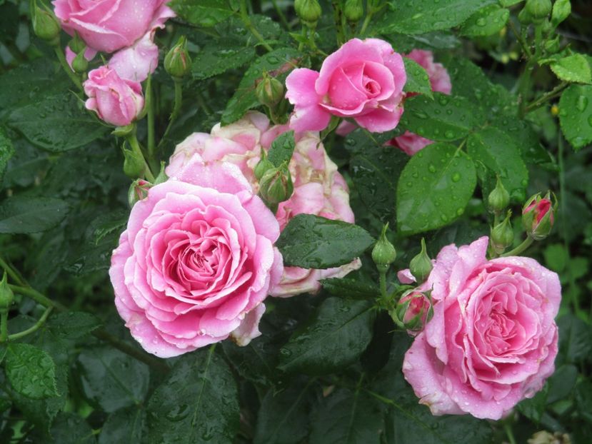  - St Elisabeth of Hungary