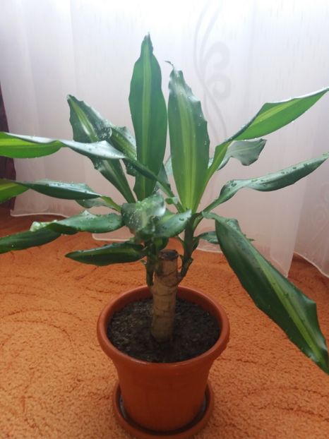 Dracena stegneri - Flori camera 2017