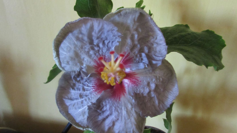 Petra - Hibiscus 2017