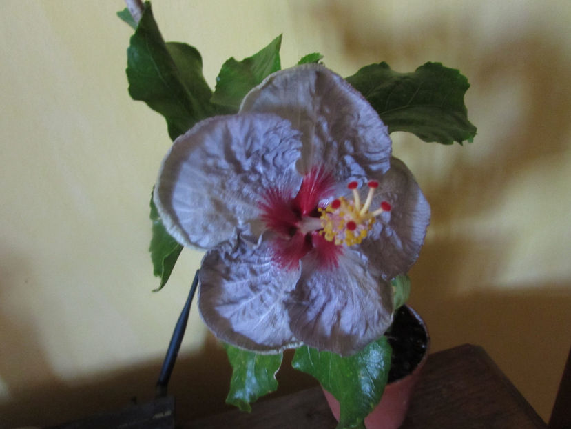  - Hibiscus 2017
