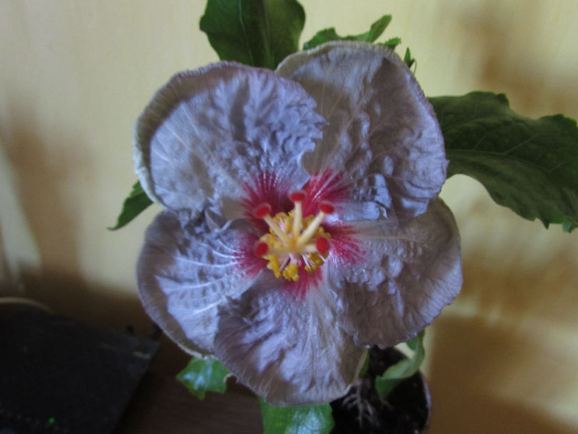  - Hibiscus 2017