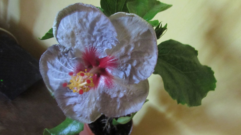  - Hibiscus 2017