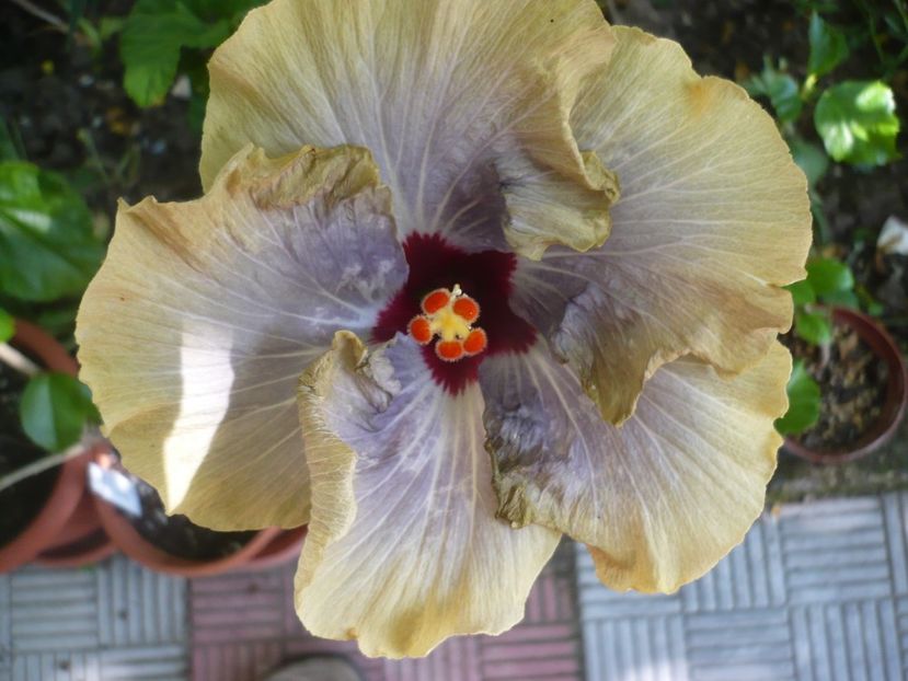 30.06.2017 - HIBISCUSI 2017-2