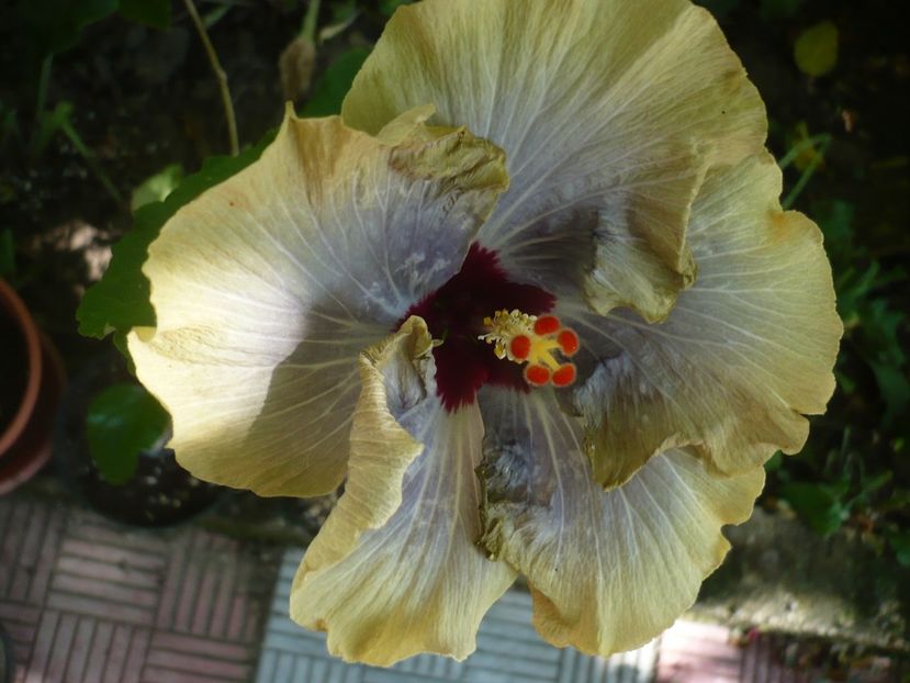 P1330300 - HIBISCUSI 2017-2