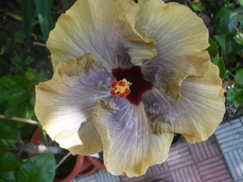 P1330301 - HIBISCUSI 2017-2