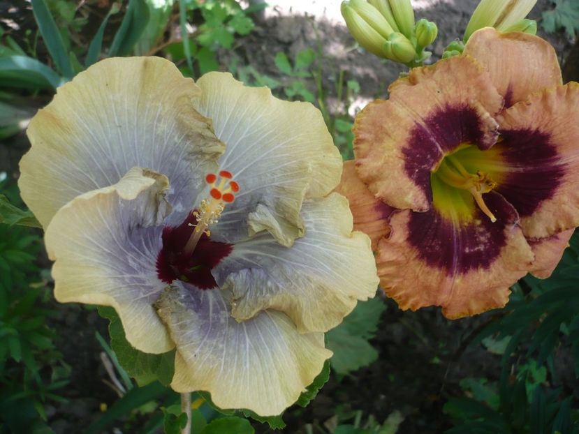 P1330302 - HIBISCUSI 2017-2