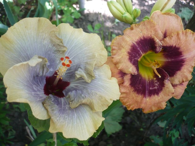 P1330303 - HIBISCUSI 2017-2