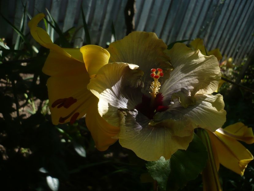 P1330305 - HIBISCUSI 2017-2