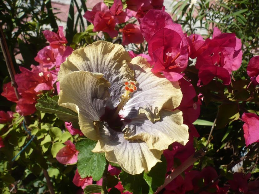 P1330306 - HIBISCUSI 2017-2