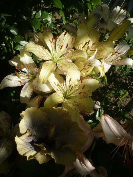 P1330308 - HIBISCUSI 2017-2