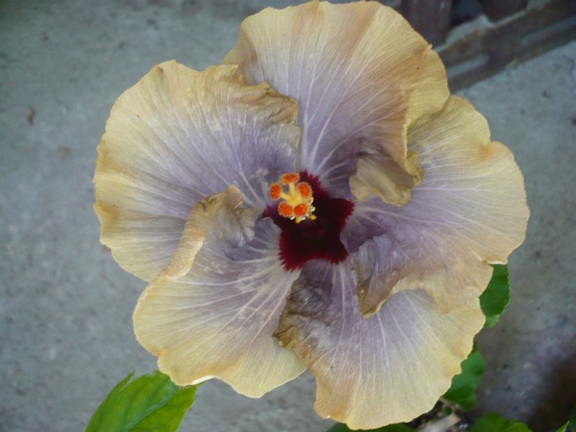 P1330310 - HIBISCUSI 2017-2