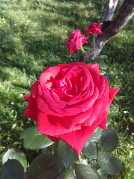  - TRANDAFIRI 2017_2018