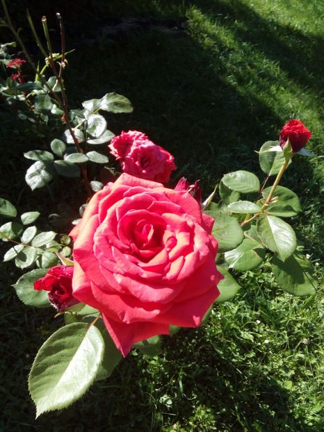  - TRANDAFIRI 2017_2018