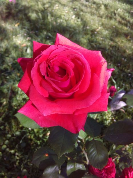  - TRANDAFIRI 2017_2018