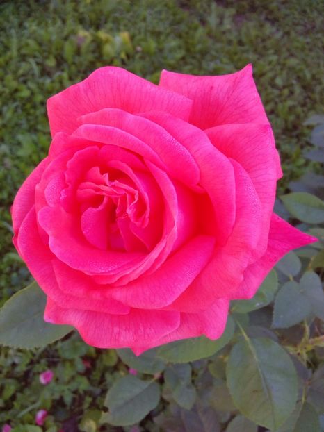  - TRANDAFIRI 2017_2018