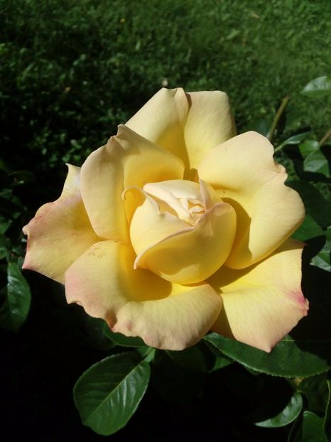  - TRANDAFIRI 2017_2018