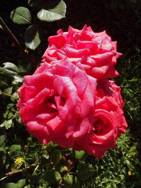  - TRANDAFIRI 2017_2018