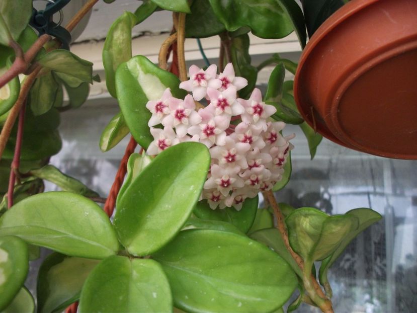  - Carnosa Tricolor