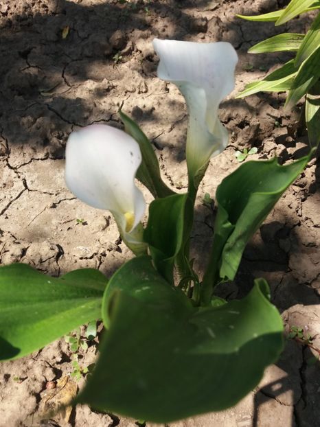 Cala - Flori de gradina 2017