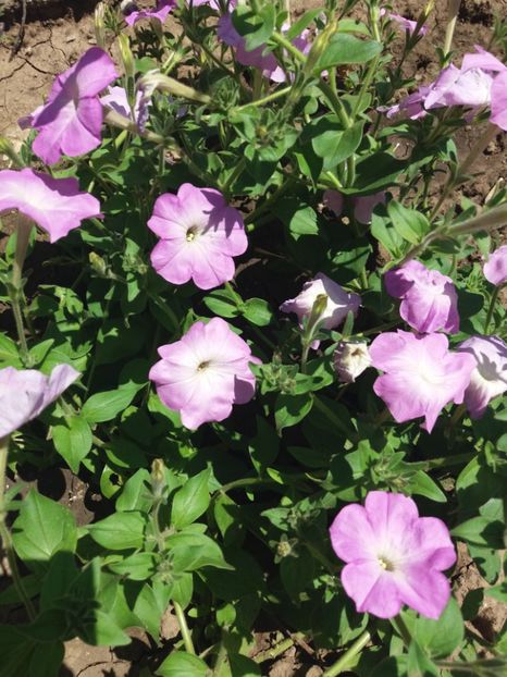 Petunia - Flori de gradina 2017