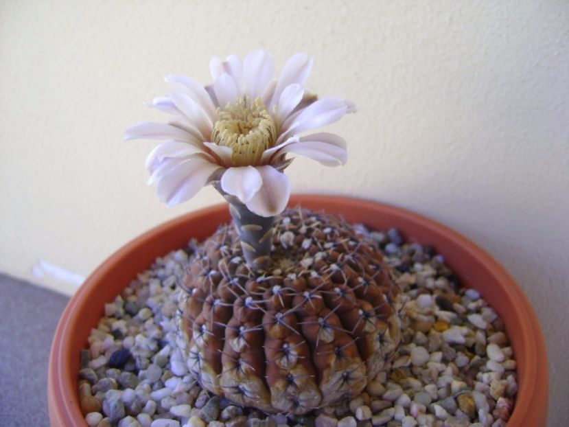 Gymnocalycium obductum - Cactusi 2017 Gymnocalycium