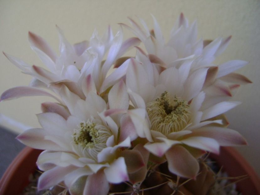 Gymnocalycium mihanovichii - Cactusi 2017 Gymnocalycium