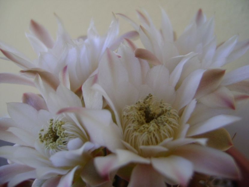 Gymnocalycium mihanovichii - Cactusi 2017 Gymnocalycium
