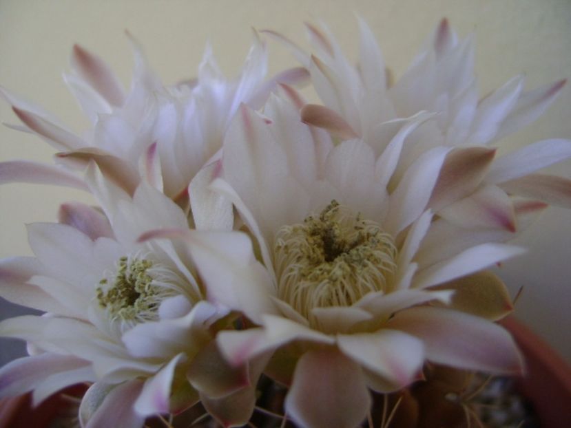 Gymnocalycium mihanovichii - Cactusi 2017 Gymnocalycium