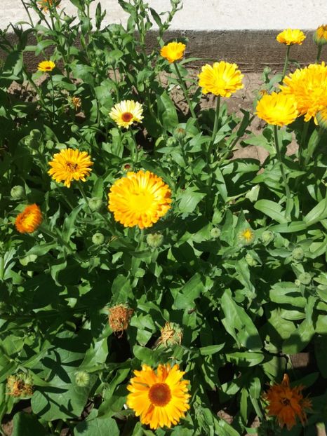Galbenele - Flori de gradina 2017