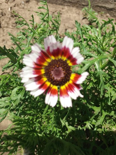  - Flori de gradina 2017