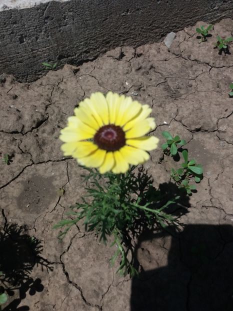  - Flori de gradina 2017