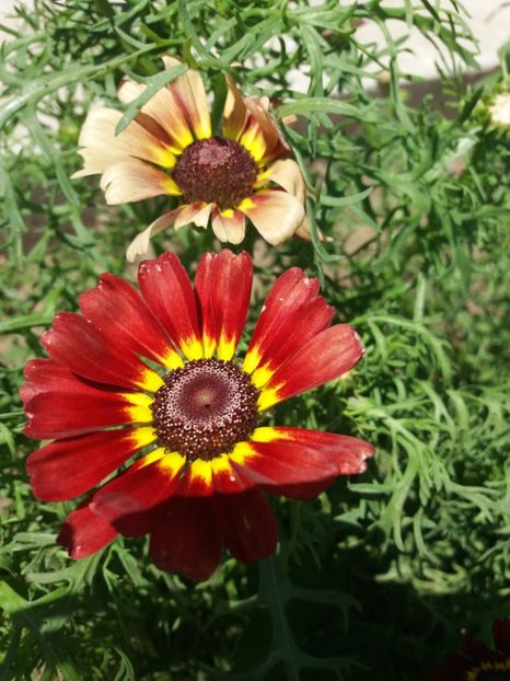  - Flori de gradina 2017