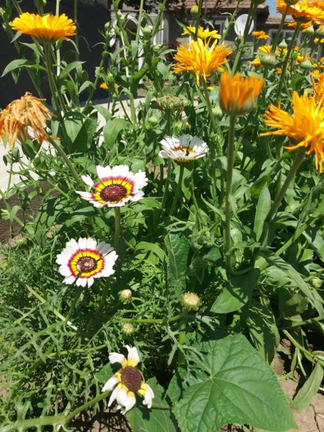  - Flori de gradina 2017