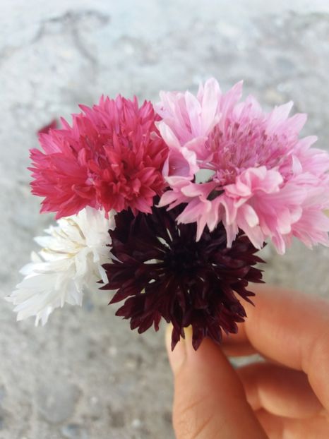 Albastrele - Flori de gradina 2017