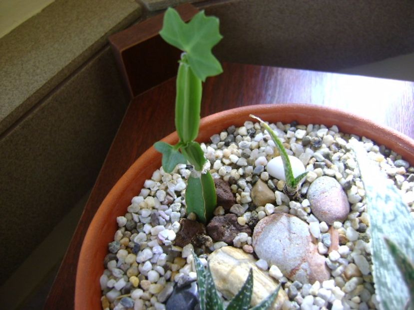 Cissus quadrangularis - Suculente 2017