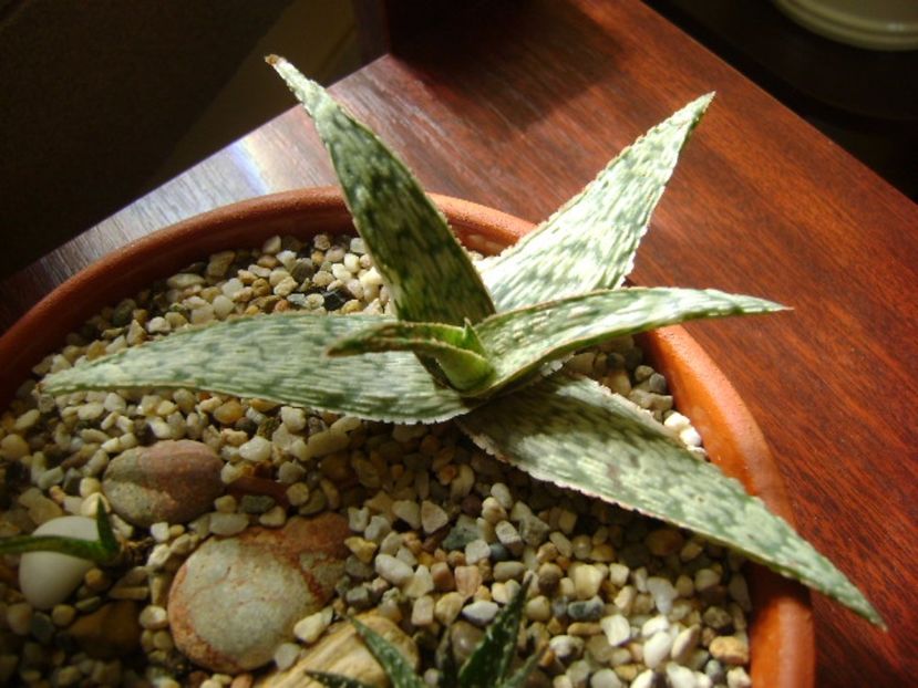 Aloe “Starfish’’ - Suculente 2017